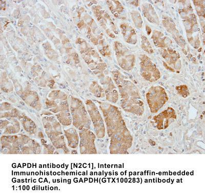 GAPDH antibody [N2C1], Internal, GeneTex