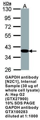 GAPDH antibody [N2C1], Internal, GeneTex