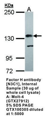 Factor H antibody [N3C1], Internal, GeneTex