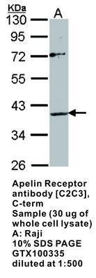 Apelin Receptor antibody [C2C3], C-term, GeneTex