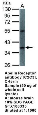 Apelin Receptor antibody [C2C3], C-term, GeneTex