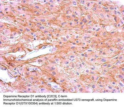 Dopamine Receptor D1 antibody [C2C3], C-term, GeneTex