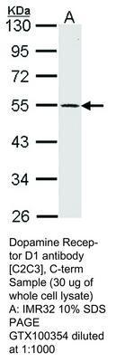 Dopamine Receptor D1 antibody [C2C3], C-term, GeneTex