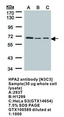 HPA2 antibody [N3C3], GeneTex