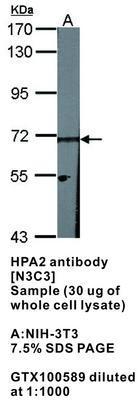 HPA2 antibody [N3C3], GeneTex