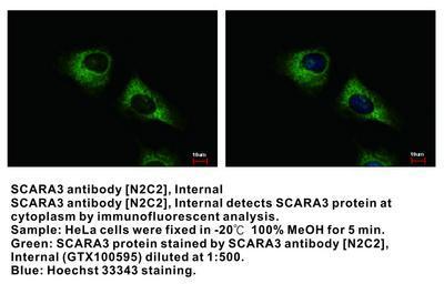 SCARA3 antibody [N2C2], Internal, GeneTex