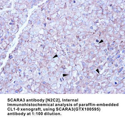 SCARA3 antibody [N2C2], Internal, GeneTex