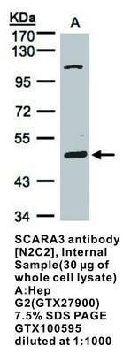 SCARA3 antibody [N2C2], Internal, GeneTex