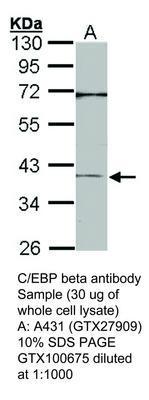 C/EBP beta antibody, GeneTex