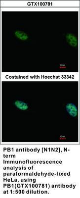 PB1 antibody [N1N2], N-term, GeneTex