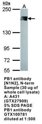 PB1 antibody [N1N2], N-term, GeneTex