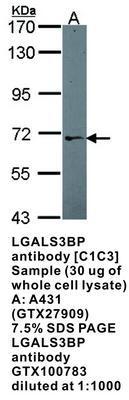 LGALS3BP antibody [C1C3], GeneTex