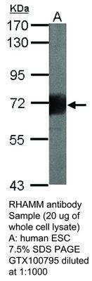 RHAMM antibody, GeneTex