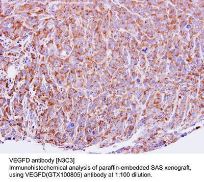 VEGFD antibody [N3C3], GeneTex