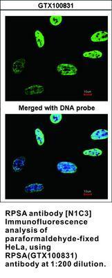 RPSA antibody [N1C3], GeneTex