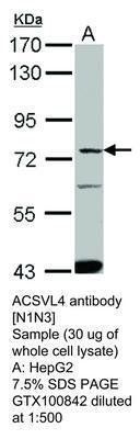 ACSVL4 antibody [N1N3], GeneTex