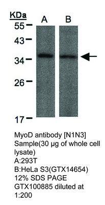 MyoD antibody [N1N3], GeneTex