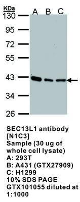 SEC13L1 antibody [N1C3], GeneTex