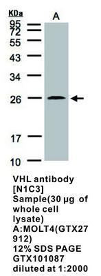 VHL antibody [N1C3], GeneTex