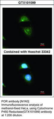 POR antibody [N1N3], GeneTex