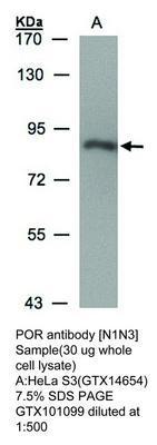 POR antibody [N1N3], GeneTex