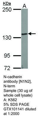 N-cadherin antibody [N1N2], N-term, GeneTex