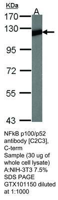 NFkB p100/p52 antibody [C2C3], C-term, GeneTex