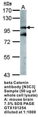 beta Catenin antibody [N3C3], GeneTex