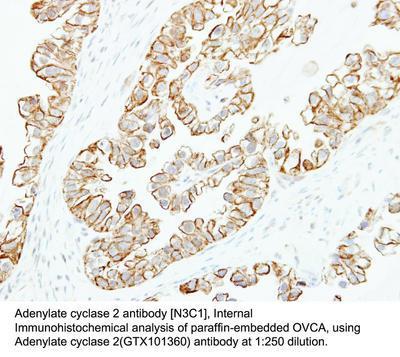 Adenylate cyclase 2 antibody [N3C1], Internal, GeneTex