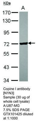 Copine I antibody [N1N3], GeneTex