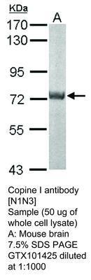 Copine I antibody [N1N3], GeneTex