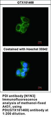 PDI antibody [N1N3], GeneTex