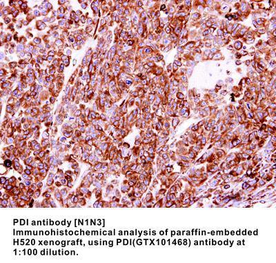 PDI antibody [N1N3], GeneTex