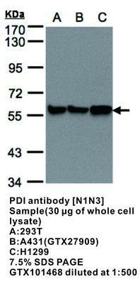 PDI antibody [N1N3], GeneTex