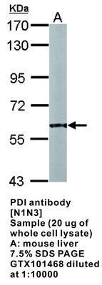 PDI antibody [N1N3], GeneTex