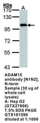 ADAM15 antibody [N1N2], N-term, GeneTex