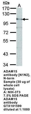 ADAM15 antibody [N1N2], N-term, GeneTex