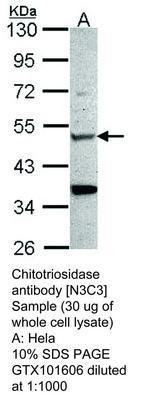 Chitotriosidase antibody [N3C3], GeneTex