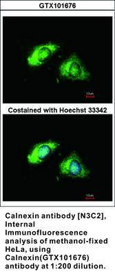 Calnexin antibody [N3C2], Internal, GeneTex