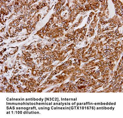 Calnexin antibody [N3C2], Internal, GeneTex