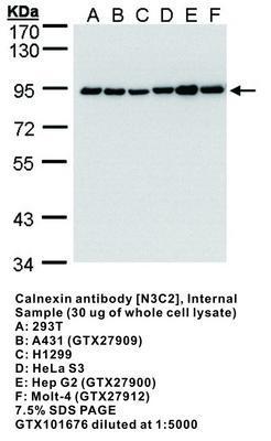 Calnexin antibody [N3C2], Internal, GeneTex