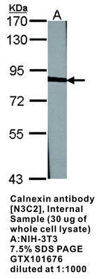 Calnexin antibody [N3C2], Internal, GeneTex