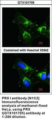 PRX I antibody [N1C2], GeneTex