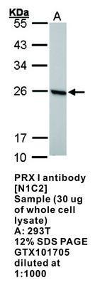 PRX I antibody [N1C2], GeneTex