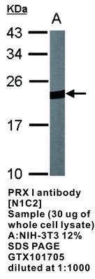 PRX I antibody [N1C2], GeneTex