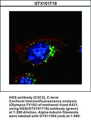 HGS antibody [C2C3], C-term, GeneTex