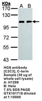 HGS antibody [C2C3], C-term, GeneTex