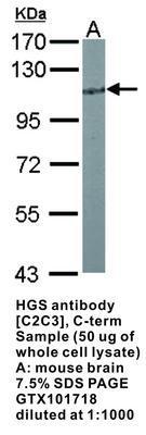 HGS antibody [C2C3], C-term, GeneTex