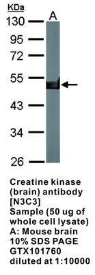 Creatine kinase (brain) antibody [N3C3], GeneTex