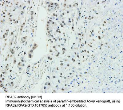 RPA32 antibody [N1C3], GeneTex